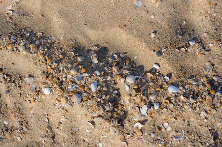 Gold sand with krai seashells on the foreground. Tropical sand background of seashells close-up. Natural sandy shell rock texture background in natural colors.の写真素材
