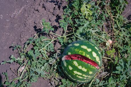 Ripe burst watermelon growing on a green plantation in summer. Agricultural watermelon field.の写真素材
