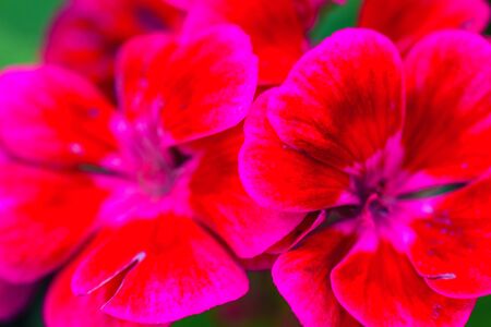 Beautiful flower in the garden macro. Geranium flower in the garden. Flowering geraniums close-up. の写真素材
