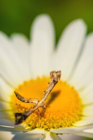 Daisy flower in summer close-up. Chamomile closeup on a green background. Daisy. White Daisy. Chamomile ordinary sunny day in summer.の写真素材