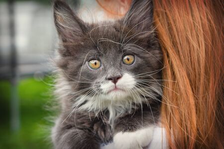 Young woman holds in her arms and hugs Maine Coon cat.の写真素材
