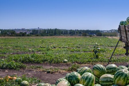 An agricultural watermelon field, on which many ripe watermelons grow. Nearby there is a truck on...
