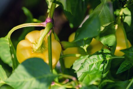 Veggie Bulgarian pepper growing in the garden. Yellow pepper with green leaf. Sweet pepper organic...