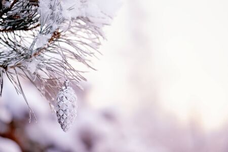 Branch in the snow with cone.Winter background with pine cones.Christmas decoration or interior design background.の写真素材