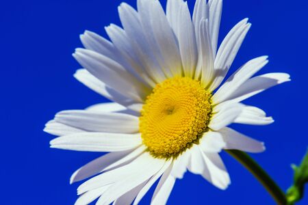 Daisy. White Daisy. Chamomile ordinary sunny day in summer.Daisy flower in summer close-up. Chamomile closeup on green backgrounの写真素材