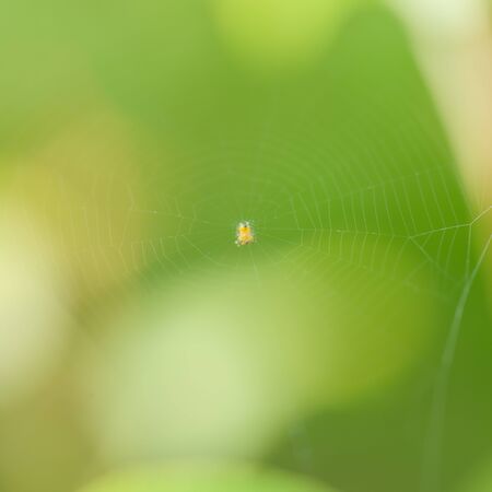 Spider web (cobweb) closeup background.Spider web on barbed wire fenceの写真素材