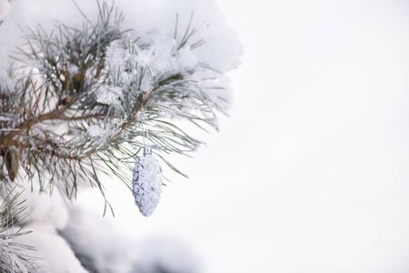 Pine Branch With Cones In Snow Stock Photo.Decorative toy silver bump on the branch of a Christmas tree with snow in the forest, winter holiday background.の写真素材
