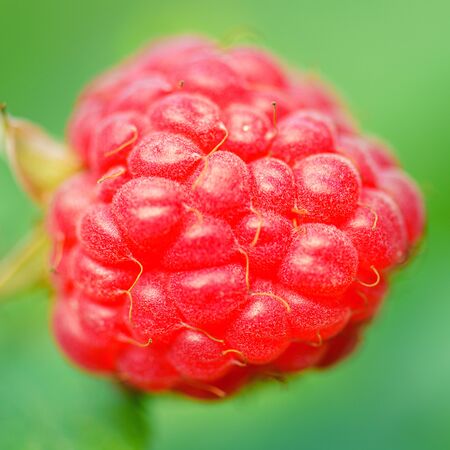 Photo of ripe raspberries branch. Red raspberries close-up. Raspberries sun. Red berry with green leaves sun. の写真素材