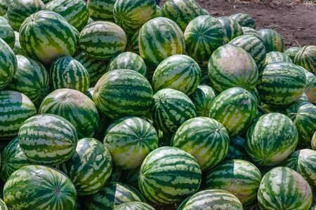 A lot of ripe watermelons against the blue sky. Closeup of a green watermelon.の写真素材
