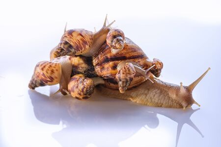 Mother of many children. Happy family. Mother of many children and her children are together for walk. Love for children and their education. House for large family. Snail with children on the back.の写真素材
