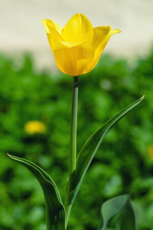 Tulip yellow closeup. Blooming tulip in the spring afternoon. Beautiful yellow flower in spring.の写真素材