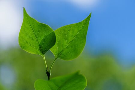 Symbol Wildlife. Green leaf. Green leaf blue background. Green Twig with Leaves Blue Sky Background. の写真素材