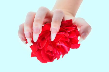 Natural manicure nails. Beautiful girl hands holding red rose. Rose in the hands girl close-up. Beautiful, natural fingernails. Nails, hands, rose close-up.の写真素材