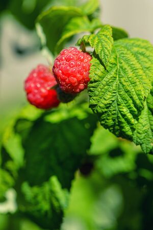 Photo of ripe raspberries on a branch. Raspberries in the sun. Raspberries on a branch in the garden. Red berry with green leaves in the sun. の写真素材