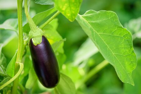 Eggplant Growing Branch Leaf Green.の写真素材