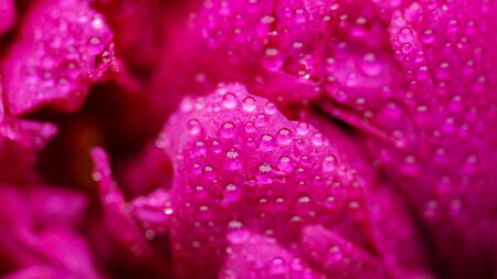 Rose after rain close-up. Peony leaves in raindrops close up. Selective focus on Peony Flower.の写真素材