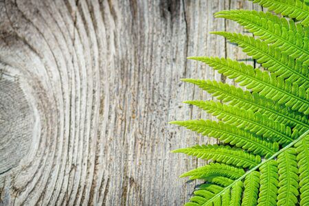 Natural background Wildlife concept copy-space. Fern leaves close-up gray wooden background, top view copy space. Green Fern Leaf. Symbol Wildlife Ecology.の写真素材