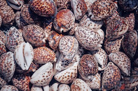 Seashells background. Top view close up of mollusk. Texture of shells top view. Concept group of sea shells. Sea mollusks close-up. Background from exotic shells.の写真素材