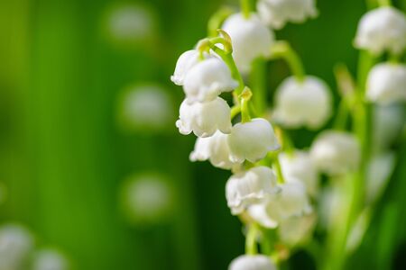 Flower Spring Lily of the valley Background Horizontal Close-up Macro shot. Close-up of lily of the valley flower spring background. Natural nature background with blooming beautiful flowers lilies of the valley lilies-of-the-valley.の写真素材