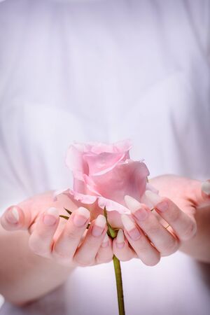 Rose in the hands girl. Beautiful girl hands holding pink rose. Natural manicure nails. Beautiful, natural fingernails. Nails, hands, rose close-up.の写真素材