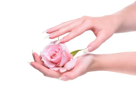  Hands girl with natural manicure. Natural manicure on hands white background. Girl's natural nails in pink rose petals.Rose flower in the hands girl.の写真素材