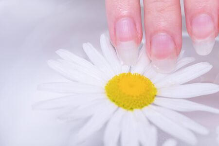 Close-up hands of young woman with natural nails, lowered into plate with healing infusion of chamomile. Concept of healthy hands and nails. Spa treatments for nails close-up. Procedure for treating nails in spa salon. の写真素材