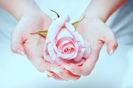 Beautiful girl hands holding pink rose. Rose in the hands girl. Natural manicure nails. Beautiful, natural fingernails. Nails, hands, rose close-up.の写真素材