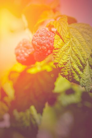Raspberries in the sun. Photo of ripe raspberries on a branch. Raspberries on a branch in the...