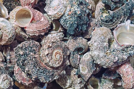 Sea mollusks close-up. Background from exotic shells. Concept group of sea shells. Seashells background. Top view close up of mollusk.Texture of shells top view.  の写真素材