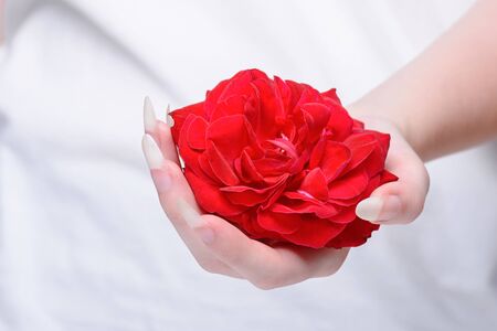 Rose in the hands girl close-up. Beautiful girl hands holding red rose. Natural manicure nails. Beautiful, natural fingernails. Nails, hands, rose close-up.の写真素材