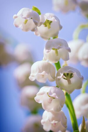 Natural nature background with blooming beautiful flowers lilies of the valley lilies-of-the-valley. Flower Spring Lily of the Valley Background Vertical Close-up. Lily of the valley. Floral spring background in bright spring colors with copy space. の写真素材