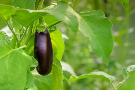 Eggplant Growing Branch Leaf Green. Fresh growing juicy eggplant on branch. Eggplant grow in greenhouse. Growing eggplant in greenhouse close-up.の写真素材