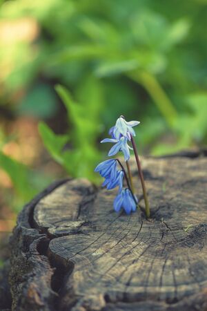 Spring snowdrop. Snowdrop blue on gray hemp. Blooming flower gray background. Snowdrop in the rays of the spring sun.の写真素材