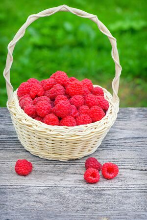 Raspberries in basket. Raspberry berry table. Ripe red raspberries.の写真素材