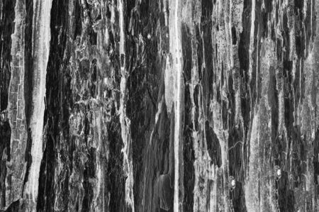 Wood texture. Wood surface. Texture of the old wood close-up.の写真素材