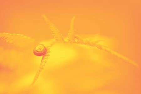 Yellow natural wildlife background. Wildlife Concept Copy-space. Wildlife fern leaf on which snail is located yellow background. Ecology concept in nature. Selective focus ecology concept in yellow colors.の写真素材