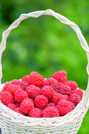 Red raspberries. Raspberries in basket in the garden. Ripe red berry. Fresh raspberries close-up....