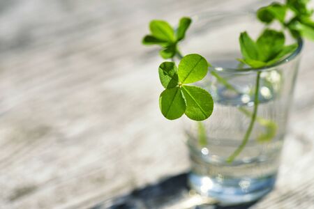 Four-leaf clover glass with water  wooden background. Green four leaf clover in the sun close-up. Clover for good luck.の写真素材