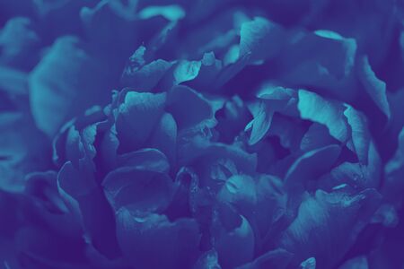 Toned photo of peony. Lilac tinted peony flower. Selective focus on Peony Flower.の写真素材