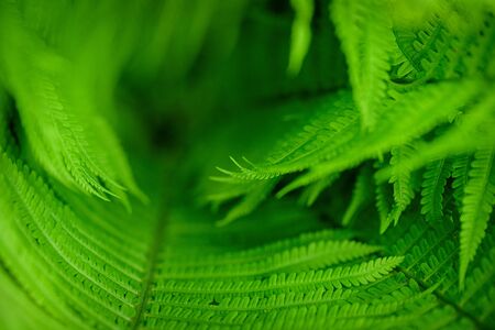 Wildlife concept. Green Leaf Fern.  Ecology concept. Symbol Wildlife Ecology. Green leaf of fern in the sun. の写真素材