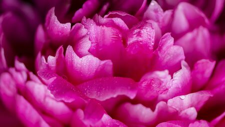 Peony. Peony close-up. Red Spring Flower.の写真素材