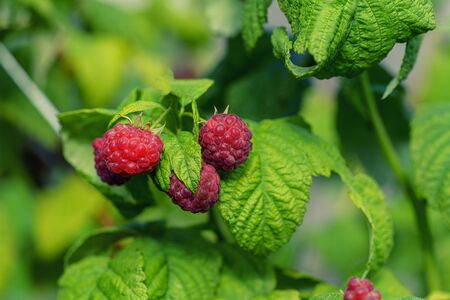 Raspberries in the sun. Photo of ripe raspberries on a branch. Raspberries on a branch in the garden. Red berry with green leaves in the sun.の写真素材