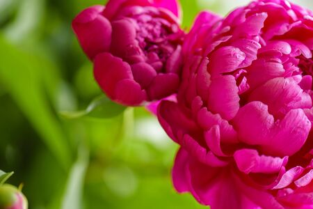 Peony. Peony flower close-up. Peony flower background of green background close-up.の写真素材
