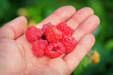  Red berry. Fresh berries. Raspberry close-up in hand.