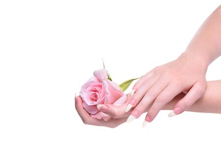 Hands girl with natural manicure. Rose flower in the hands girl. Natural manicure on hands white background. Girl's natural nails in pink rose petals.の写真素材