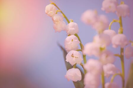 Lily of the valley. Toned spring flower background. Copy space for text on spring flower background. Floral spring background in bright spring colors with copy space.の写真素材