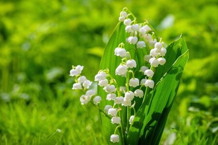 Spring flower lily of the valley. Lily of the valley. Flower Spring Sun White Green Background Horizontal. Ecological background Blooming lily of the valley green grass background in the sunlight. の写真素材