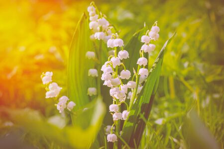 Sun rays fall on beautiful spring blooming flower. Flower Spring Sun White Green Background Horizontal. Ecological background Blooming lily of the valley on green grass background in the sunlight.の写真素材