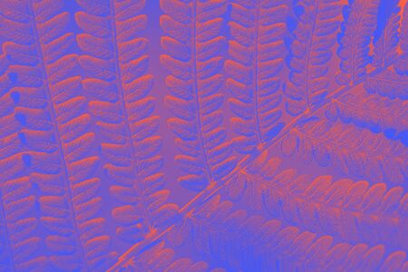 Toned background in orange and blue in the sunshine fern leaves. Fashionable tinted wildlife. Fern close-up in pop art processing.の写真素材