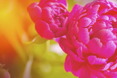 Spring sunny tinted peony flower.  Peony rose renaissance after rain close-up. Peony leaves close-up. Vertical shot of red spring flower.の写真素材